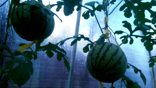 Два арбуза на одной плети на 30 июля 2018 смотреть онлайн