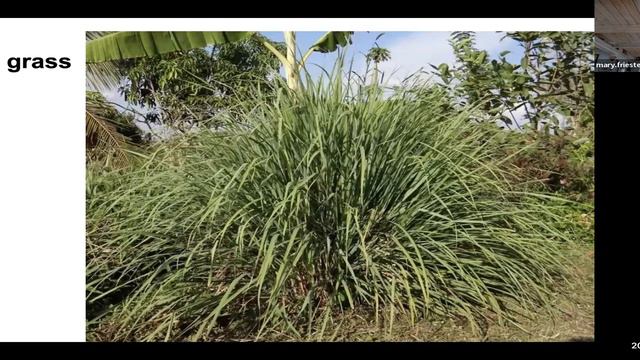 Gardening Series: Add Joy to Your Garden with Herbs, with Master Gardener Mary Friestedt смотреть онлайн