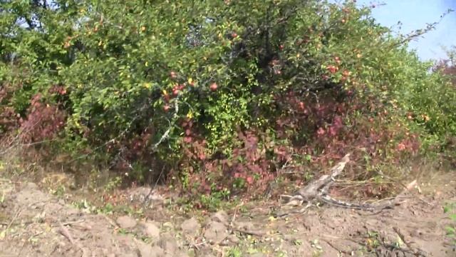 Бульдозер ЧТЗ Т-170. Корчування старого саду. Підготовка поля під посів. смотреть онлайн