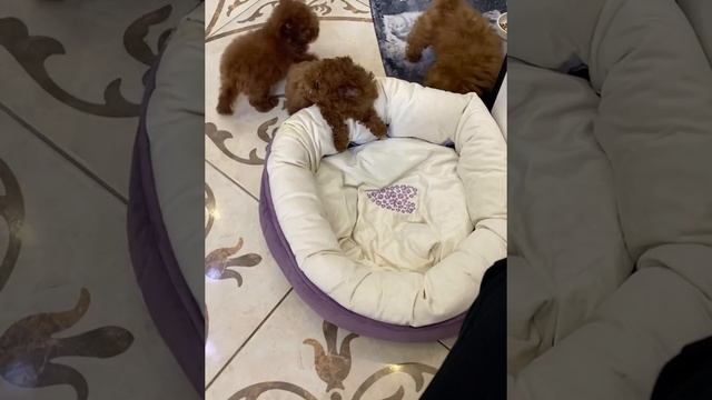 Teacup Teddy Poodle Тэдди пудель , микро щенки