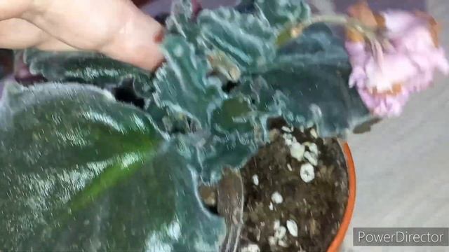 Фиалка Фея (Дадоян), спорт. Пасынки даже на цветоносе! смотреть онлайн