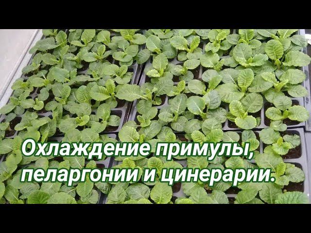Охлаждение примулы, цинерарии, пеларгонии. смотреть онлайн