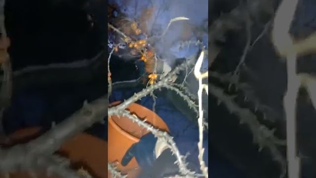 Сбор облепихи лучший способ зима ❄ смотреть онлайн