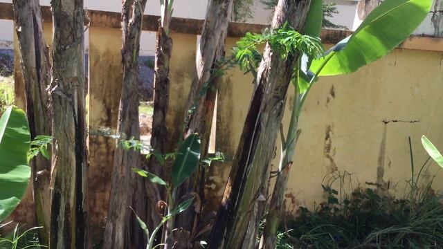 Растет мое тамариндовое дерево смотреть онлайн