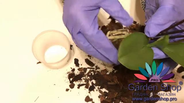 How to look after mini phalaenopsis orchid смотреть онлайн