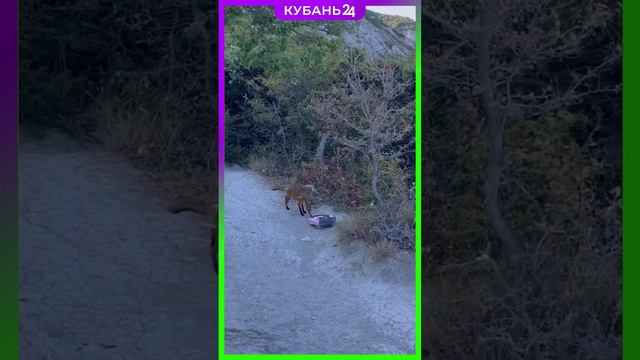 Рыжий воришка завелся в Анапе смотреть онлайн