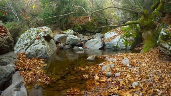 Jeremy Soule -(Skyrim) - In The Forests of Tamriel.mp4