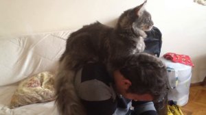 Мейн кун играется