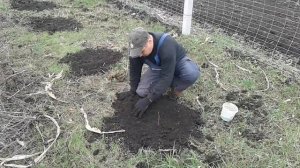 Посадка Ежемалины Тайберри