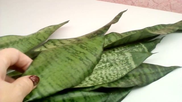 Сансевиерия ? 24.10.2023