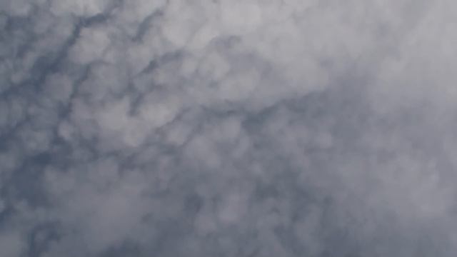 Охота орла на голубей, забирает крупным планом. Eagle takes pigeon. смотреть онлайн