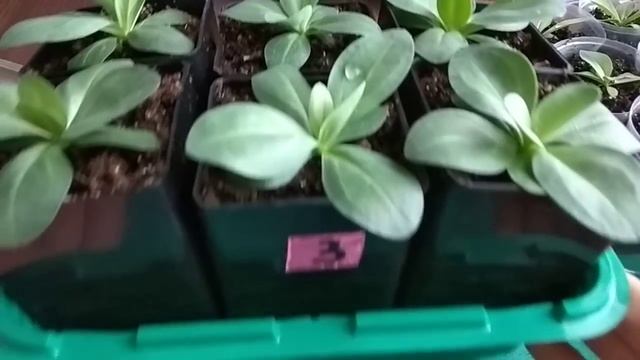 Эустома.Обзор рассады через 2 недели после перевалки. Перевалка эустомы декабрьского посева. смотреть онлайн