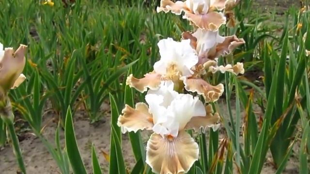Мой сад. Ирис бородатый Кофе Висперс (Coffee Whispers). смотреть онлайн