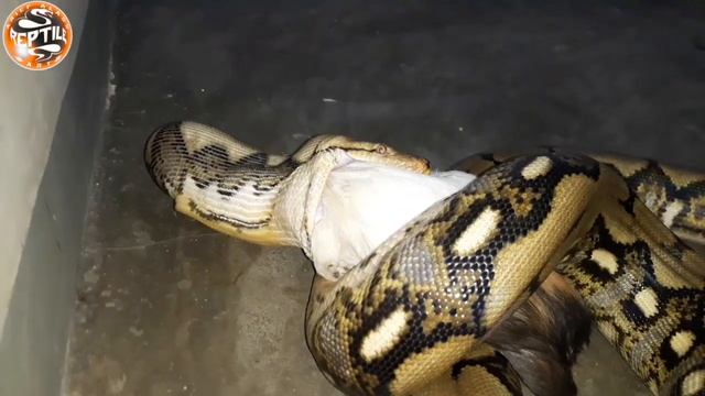 Feeding Tiger Reticularus Python #live feeding !!! смотреть онлайн