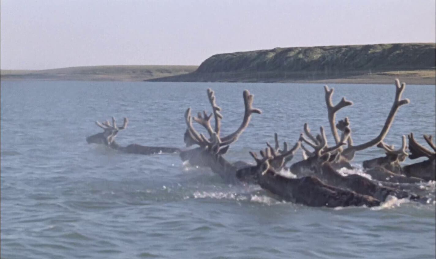 Госпожа Тундра (1986)