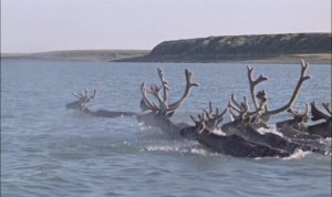 Госпожа Тундра (1986)