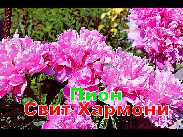 Пион Свит Хармони смотреть онлайн