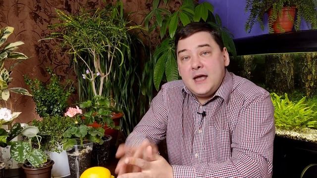 Цитрусовые растения. Выращивание цитрусовых растений в домашних условиях смотреть онлайн