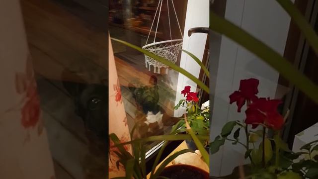 И снова чучундра в эфире. смотреть онлайн