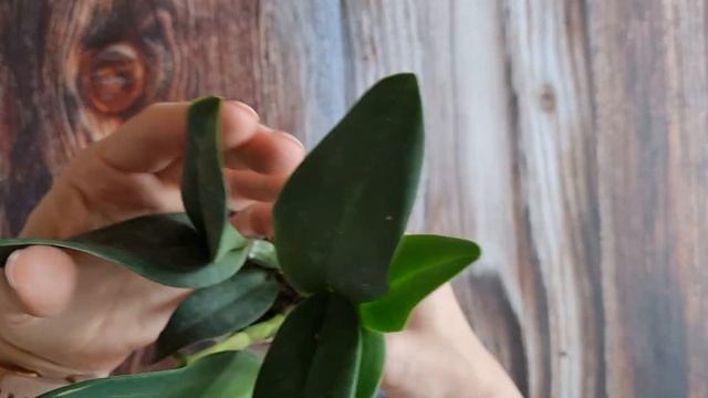 Цветение орхидеи Phalaenopsis ARK's Kaiulani и распаковка заказа от MIKI ORCHIDS! смотреть онлайн