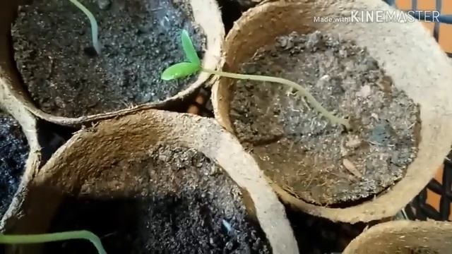 Рассада готова, а высаживать ещё холодно.Огурцы в торфяных горшках смотреть онлайн