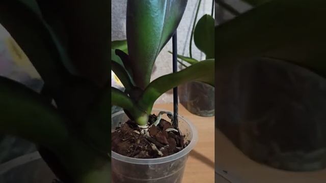 Мокрые пятна на листьях орхидеи.... смотреть онлайн