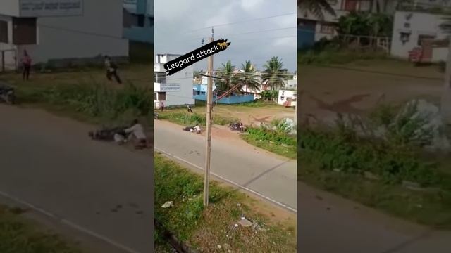 Песику повезло смотреть онлайн