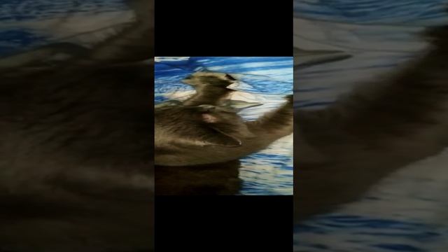 Симка смотреть онлайн