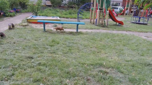 Собачки,Шпиц,Чихуахуа.Кормим птиц.Весна 2020г смотреть онлайн