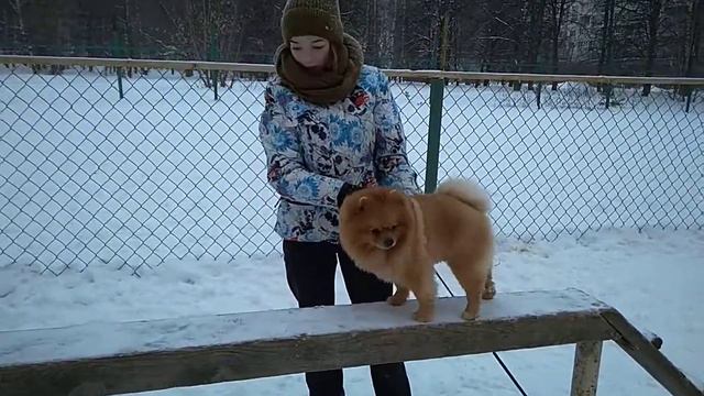 Дрессировка собак -первое занятие смотреть онлайн