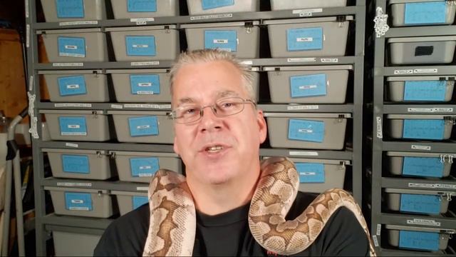 Live Now! Ask A Ball Python Breeder Anything! смотреть онлайн