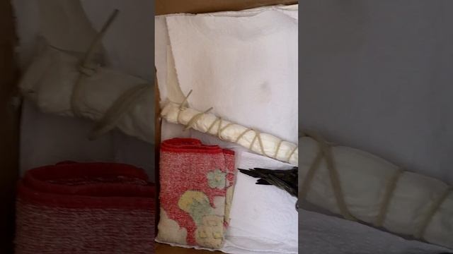 Первые тренировки птенца стрижа