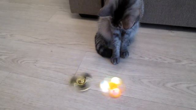 Спиннер и Няша. Кошка играет.