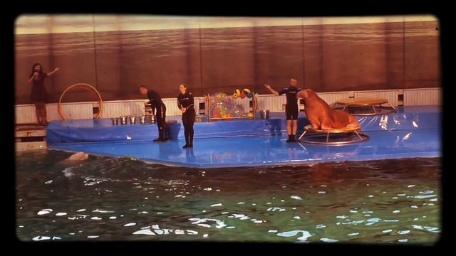Дельфины/моржик/смех? смотреть онлайн