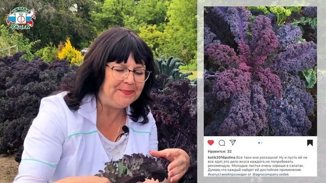 КАК ВЫРАСТИТЬ КАПУСТУ КЕЙЛ - самую полезную и вкусную // Лучшие сорта капусты кейл смотреть онлайн