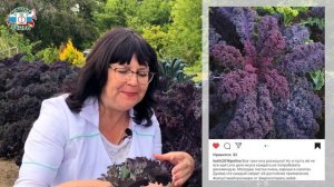 КАК ВЫРАСТИТЬ КАПУСТУ КЕЙЛ - самую полезную и вкусную // Лучшие сорта капусты кейл