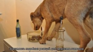 Собака Павлова: что это такое, опыты с рефлексами животного