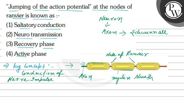 "Jumping of the action potential" at the nodes of ranvier is known as :-(1) Saltatory conduction
.. смотреть онлайн
