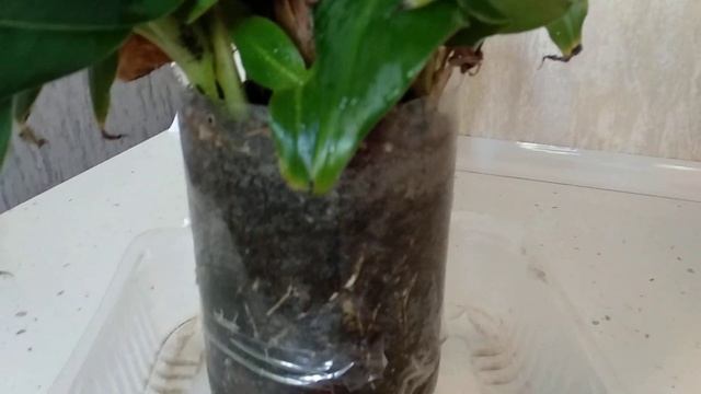 Банан киевский карлик в квартирных условиях!!! смотреть онлайн