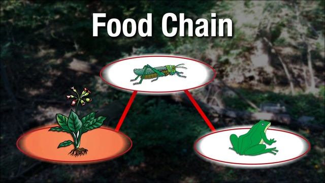 Exploring Habitats смотреть онлайн