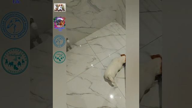 Джек рассел терьер) видео привет. 😘 смотреть онлайн