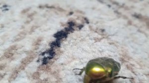 Зелёный жук