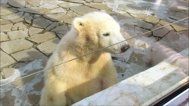 Айка не хочет слушаться маму. 29.04.21 г. смотреть онлайн