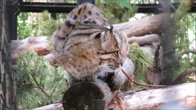 Виверровые кот и кошка 23.05.2022 смотреть онлайн