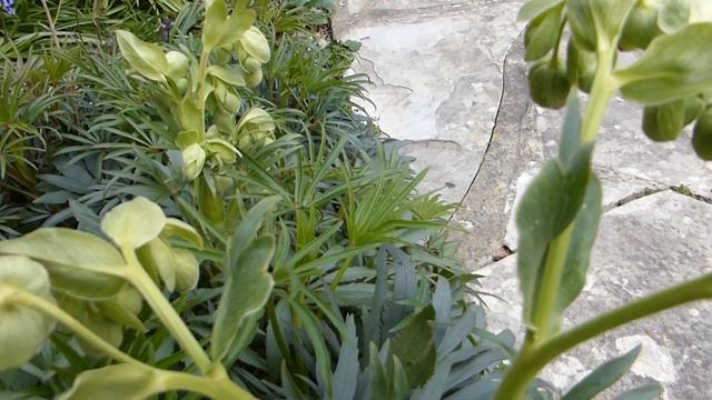 Christmas Rose - Helleborus foetidus - Jólarós - Gulgræn blóm - Eiturjurt смотреть онлайн