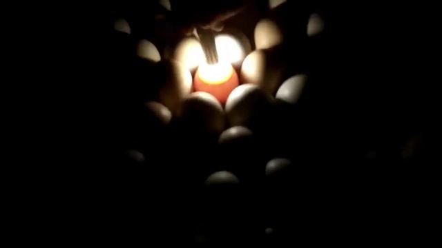Овоскопирование куриных яиц на 14 день / датчик на яйцо
