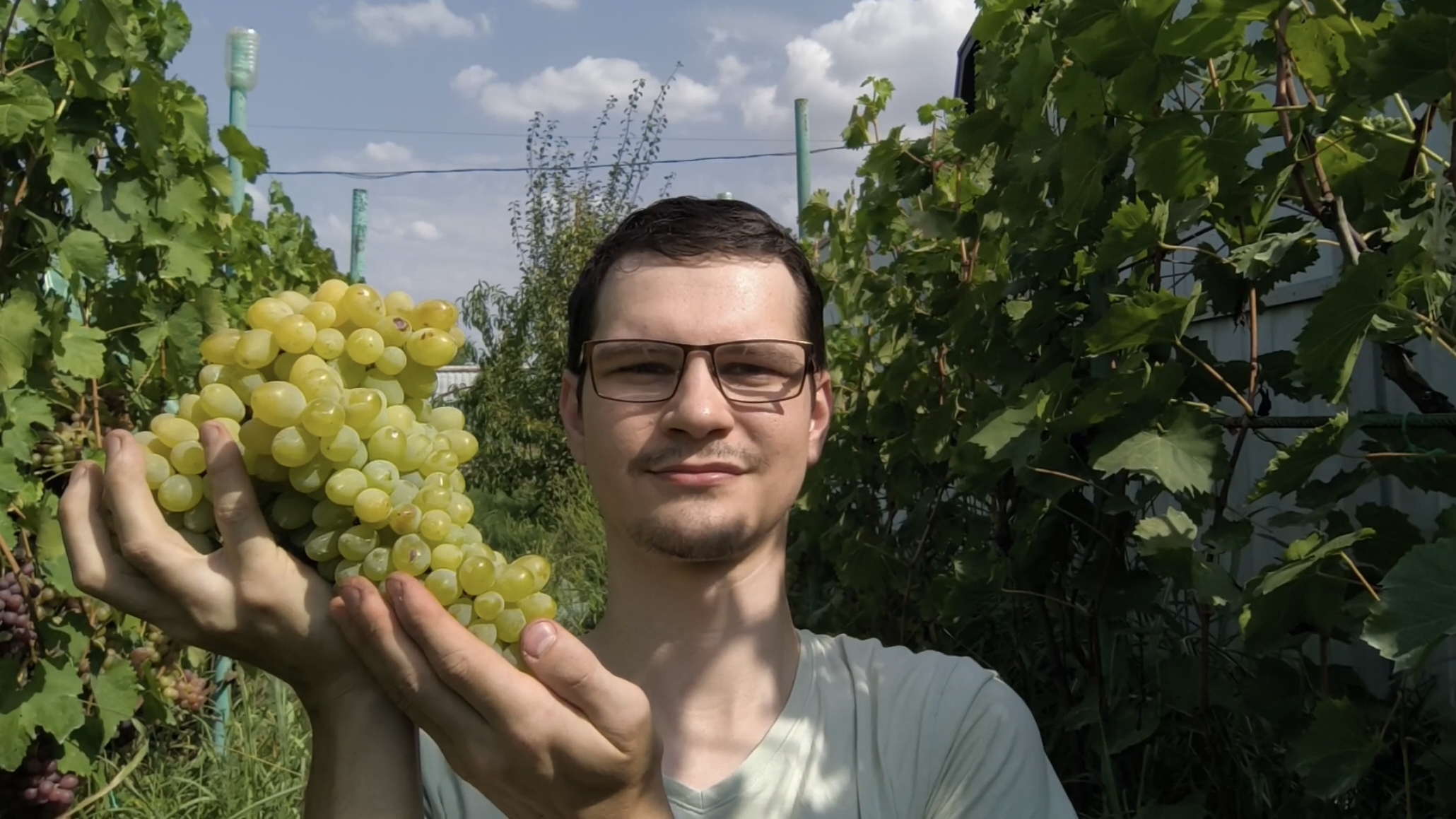 Собираю виноград на даче смотреть онлайн