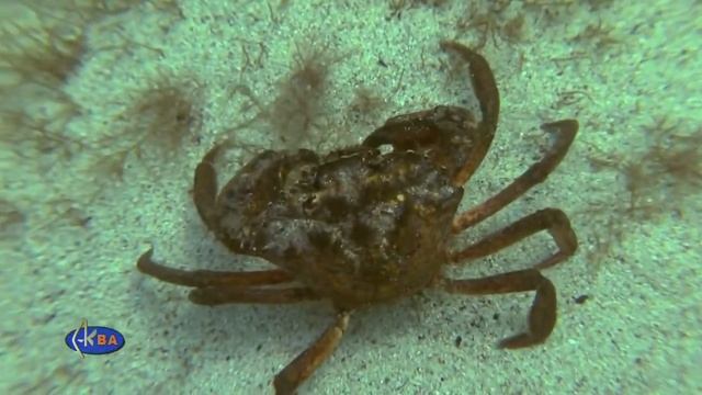 Крабы Травяные Живые Дикие Крупные Эко Евпатория Крым смотреть онлайн