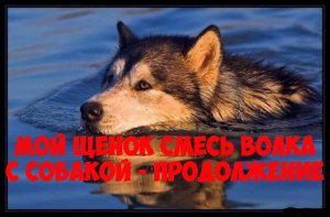 Мой щенок смесь волка с собакой. Продолжение.Интересная история.