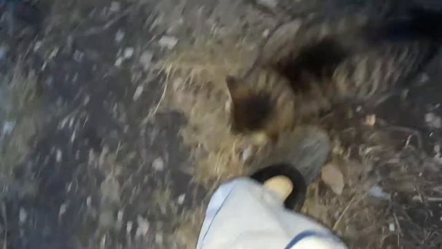 Кошка Мышеловка, Супер!!! смотреть онлайн